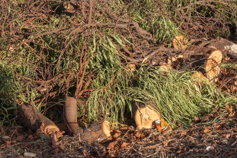 Tree Branches Removal in Ventura County, CA