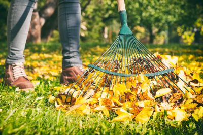 Leaf Raking Service